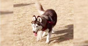 Puppy’s Neurological Condition Makes Him Wobble When He Walks, But It Doesn’t Slow Him Down One Bit Puppy’s Neurological Condition Makes Him Wobble When He Walks, But It Doesn’t Slow Him Down One Bit