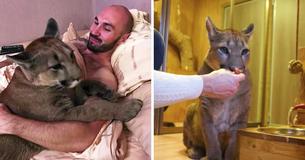 Russian Couple Adopt Baby Puma With Health Problems And Spoils It Like Any Other Cat Russian Couple Adopt Baby Puma With Health Problems And Spoils It Like Any Other Cat