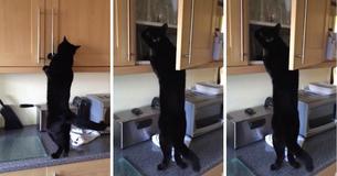 Man Laughs At The Incredible Lengths His Cat Will Go To Steal Treats Man Laughs At The Incredible Lengths His Cat Will Go To Steal Treats