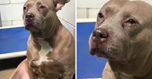 Une Pit-bull triste filmée en train de Une Pit-bull triste filmée en train de