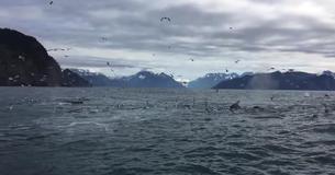 Un homme filme des mouettes lorsqu'il est étonné de capturer un moment unique dans sa vie Un homme filme des mouettes lorsqu'il est étonné de capturer un moment unique dans sa vie