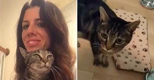 Long-Lost Cat Finally Reunited With Owner After Getting Lost 13 Years Ago Long-Lost Cat Finally Reunited With Owner After Getting Lost 13 Years Ago