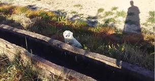 This Pup Is Over The Moon To Finally Be Found By A Caring Human This Pup Is Over The Moon To Finally Be Found By A Caring Human