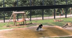 Bear Who Spent 9 Years In ‘Torture Vest’ Can’t Hide Excitement When Seeing Water First Time Bear Who Spent 9 Years In ‘Torture Vest’ Can’t Hide Excitement When Seeing Water First Time