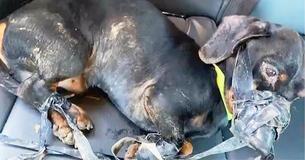 Un policier sauve un pauvre petit chien qui a été ligoté brutalement avec du ruban adhésif et jeté dans un fossé gelé Un policier sauve un pauvre petit chien qui a été ligoté brutalement avec du ruban adhésif et jeté dans un fossé gelé