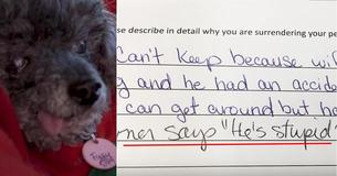 Couple Gives Dog Up Near The End Of His Life To Shelter Because He's 'Stupid' Couple Gives Dog Up Near The End Of His Life To Shelter Because He's 'Stupid'