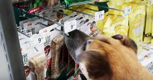 Man Takes Elderly Shelter Dog To Pet Shop And Gets Him Everything He Touches Man Takes Elderly Shelter Dog To Pet Shop And Gets Him Everything He Touches