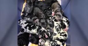 Great Dane Gives Birth And Doctors Lose Count As She Delivers 'Never-Ending' Litter Great Dane Gives Birth And Doctors Lose Count As She Delivers 'Never-Ending' Litter