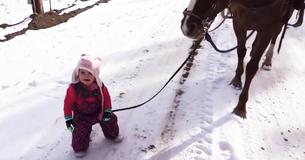 Toddler Walking Horse Through Snow Drops Reins And Horse Waits For Her To Pick Them Up Toddler Walking Horse Through Snow Drops Reins And Horse Waits For Her To Pick Them Up