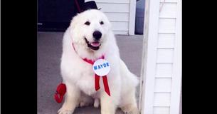 Less Than Year After Retiring As Small Town's 'Mayor,' Duke The Dog Sadly Passed Away Less Than Year After Retiring As Small Town's 'Mayor,' Duke The Dog Sadly Passed Away