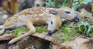 Scientists Declare Two-Headed Fawn As The First Deer Conjoined Twins Born In History Scientists Declare Two-Headed Fawn As The First Deer Conjoined Twins Born In History