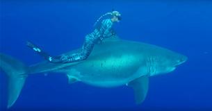 Woman Swims Alongside 20-Foot Great White Shark, And The Whole Thing Is Caught On Camera Woman Swims Alongside 20-Foot Great White Shark, And The Whole Thing Is Caught On Camera