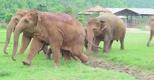 Des éléphants courent dire bonjour à un nouvel éléphant orphelin sauvé au refuge Des éléphants courent dire bonjour à un nouvel éléphant orphelin sauvé au refuge