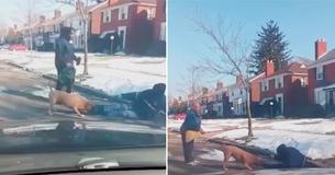 Big Dog On Loose Takes Down Mailman, Neighbors Rush To Postal Worker's Rescue To Help Him Big Dog On Loose Takes Down Mailman, Neighbors Rush To Postal Worker's Rescue To Help Him