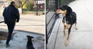 Guy Abandons Nervous Dog At Park For 30 Minutes And Flips Out When Nosy Bystanders Confront Him Guy Abandons Nervous Dog At Park For 30 Minutes And Flips Out When Nosy Bystanders Confront Him