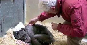 Un chimpanzé mourant âgé de 59 ans reconnaît la voix de son ancien gardien et a une belle réaction Un chimpanzé mourant âgé de 59 ans reconnaît la voix de son ancien gardien et a une belle réaction