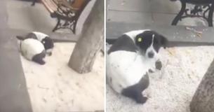 Man’s Dog That Was Lost Three Years Ago Freaks Out When Reunited With His Owner Again Man’s Dog That Was Lost Three Years Ago Freaks Out When Reunited With His Owner Again