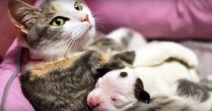 Un chat maternel aide à sauver un nouveau-né Pit Bull Puppy Un chat maternel aide à sauver un nouveau-né Pit Bull Puppy