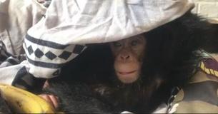 Rescuers Save Baby Chimp Tied Up In Plastic Bag After Poachers Killed Her Mom Rescuers Save Baby Chimp Tied Up In Plastic Bag After Poachers Killed Her Mom