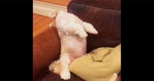 Angry Dog Throws Funniest Tantrum Ever Angry Dog Throws Funniest Tantrum Ever