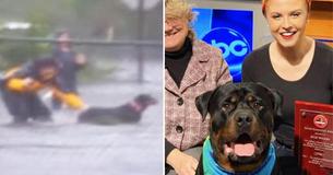 Months After Hurricane Florence, Woman Who Saved Terrified Dog From Flood Proclaimed Hero Months After Hurricane Florence, Woman Who Saved Terrified Dog From Flood Proclaimed Hero