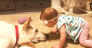 Baby Girl Invades Dogs Personal Space To Kiss Him Prompting Response Family Did Not See Coming Baby Girl Invades Dogs Personal Space To Kiss Him Prompting Response Family Did Not See Coming