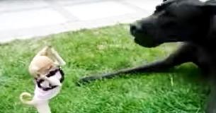 Un chihuahua intrépide tente de combattre un dogue allemand dans une vidéo hilarante Un chihuahua intrépide tente de combattre un dogue allemand dans une vidéo hilarante