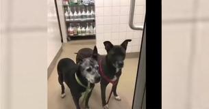 Petco Employees Hear Crying In The Bathroom, Discover 2 Elderly Dogs Abandoned And Locked Inside Petco Employees Hear Crying In The Bathroom, Discover 2 Elderly Dogs Abandoned And Locked Inside