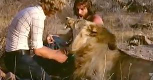 Men Reunite With Lion They Rescued And Released Into The Wild – Everything Ends Unexpectedly Men Reunite With Lion They Rescued And Released Into The Wild – Everything Ends Unexpectedly