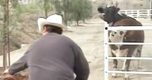 Cow Won't Stop Crying For Her Missing Baby - Then She Looks Through The Fence And Loses It Cow Won't Stop Crying For Her Missing Baby - Then She Looks Through The Fence And Loses It