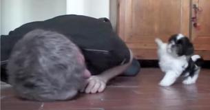 Tiny Little Puppy Starts Dancing When Dad Lies Down Tiny Little Puppy Starts Dancing When Dad Lies Down