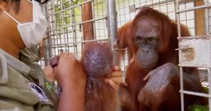 Mamá orangután finalmente se reúne con su hija secuestrada. Su reacción fue conmovedora. Mamá orangután finalmente se reúne con su hija secuestrada. Su reacción fue conmovedora.