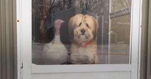 This Dog's Best Friends Is A Turkey, And They Can't Stand To Be Separated This Dog's Best Friends Is A Turkey, And They Can't Stand To Be Separated