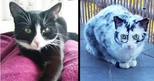 Black Cat Looks Like A Dalmatian After Rare Condition Makes Her Fur Continuously Change Colors Black Cat Looks Like A Dalmatian After Rare Condition Makes Her Fur Continuously Change Colors
