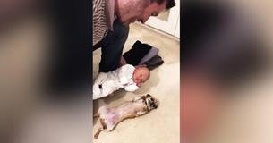 Un chihuahua excité rencontre son petit garçon pour la première fois, sa réaction surprends les parents Un chihuahua excité rencontre son petit garçon pour la première fois, sa réaction surprends les parents