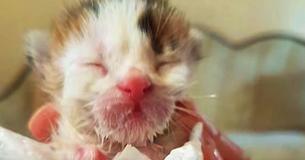 One-Week-Old Kitten Is Rescued From Garbage Container —Then Rescuer Realizes Cat Is Ultra Rare One-Week-Old Kitten Is Rescued From Garbage Container —Then Rescuer Realizes Cat Is Ultra Rare