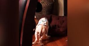 Dog Saved From Puppy Mill Didn't Ever Learn How To Sleep Lying Down Dog Saved From Puppy Mill Didn't Ever Learn How To Sleep Lying Down