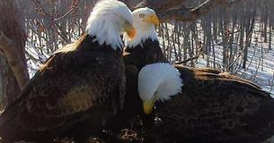 Bald Eagle Trio Is Raising Their Babies As A Team Bald Eagle Trio Is Raising Their Babies As A Team