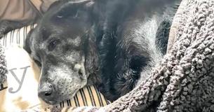 Una perra que podría tener unos 20 años fue encontrada llorando junto al cuerpo de su dueño Una perra que podría tener unos 20 años fue encontrada llorando junto al cuerpo de su dueño