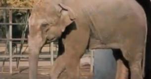 World’s Saddest Elephant Passes Away Alone In Her Cell After Spending 43 Years At The Zoo World’s Saddest Elephant Passes Away Alone In Her Cell After Spending 43 Years At The Zoo