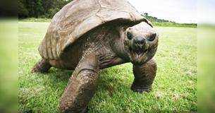 This is Jonathan, The Oldest-Known Terrestrial Animal In The World This is Jonathan, The Oldest-Known Terrestrial Animal In The World