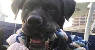 Dog Returned To Shelter After 8 Years Is Struggling To Find A New Home Dog Returned To Shelter After 8 Years Is Struggling To Find A New Home