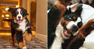 At This Resort In Aspen, A Cute Bernese Mountain Dog Will Come And Tuck You In At Night At This Resort In Aspen, A Cute Bernese Mountain Dog Will Come And Tuck You In At Night