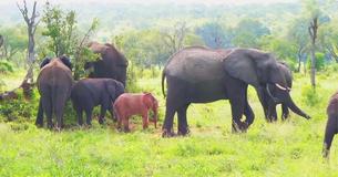 Little 'Pink' Elephant Discovered In South African National Park Little 'Pink' Elephant Discovered In South African National Park
