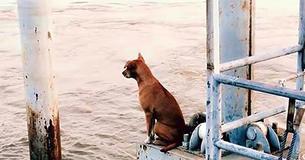 Lonely Dog Spends A Month At The Pier Waiting For Its Owner Eventually Finds A Loving Home Lonely Dog Spends A Month At The Pier Waiting For Its Owner Eventually Finds A Loving Home
