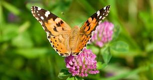 Butterflies Are Fluttering In California And The Pictures Are Beautiful Butterflies Are Fluttering In California And The Pictures Are Beautiful