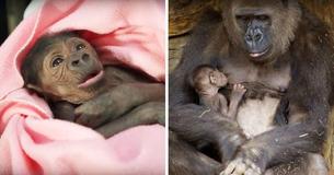 Heartwarming Moment: Mother Gorilla Reunites With Her Baby And Breastfeeds Her For The First Time Heartwarming Moment: Mother Gorilla Reunites With Her Baby And Breastfeeds Her For The First Time