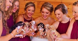 Who Needs Flowers? These Bridesmaids Carried Rescue Puppies Down The Aisle Find A Home For Them Who Needs Flowers? These Bridesmaids Carried Rescue Puppies Down The Aisle Find A Home For Them