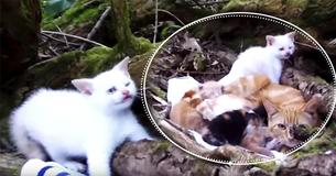 Mother Cat And Her Kittens Were Abandoned In The Woods, But Their Story Soon Turned Around For Good When A Kind Man Rescued Them Mother Cat And Her Kittens Were Abandoned In The Woods, But Their Story Soon Turned Around For Good When A Kind Man Rescued Them