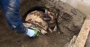 Los bomberos rescataron a la perra, pero descubrieron a una tortuga de 36 kilos a su lado Los bomberos rescataron a la perra, pero descubrieron a una tortuga de 36 kilos a su lado